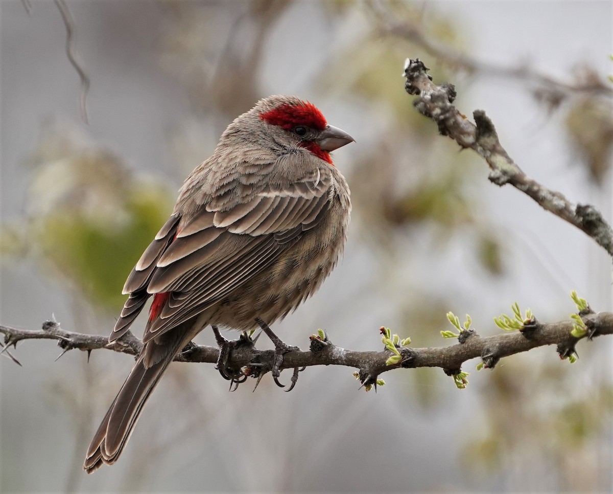 House Finch - ML615325574