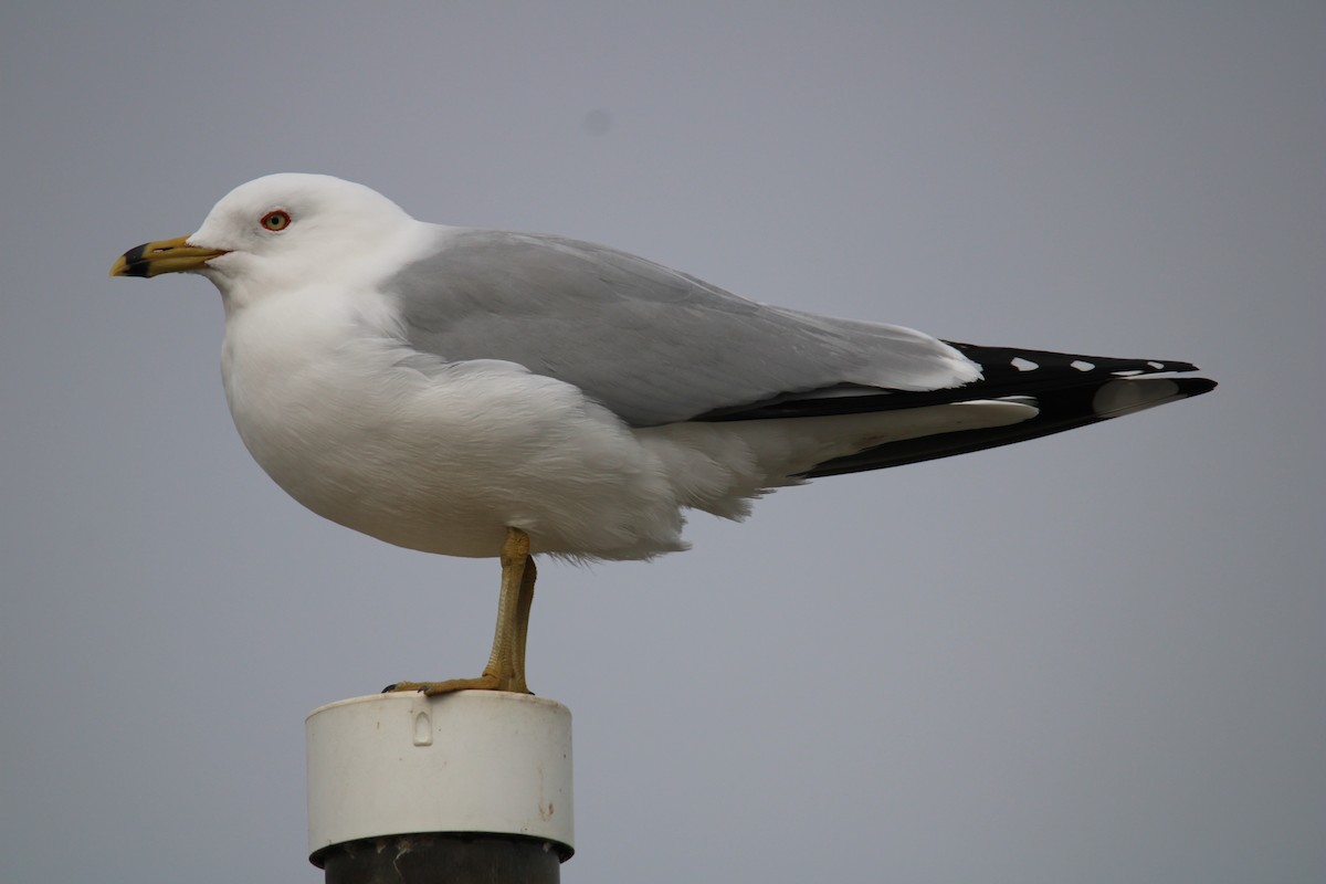 Ring-billed Gull - ML615325632