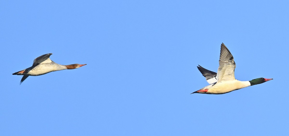 Common Merganser - ML615325640