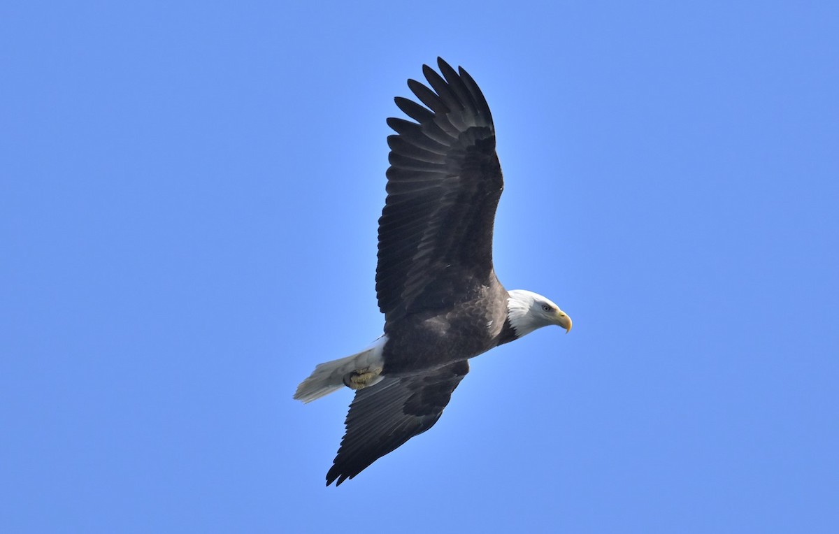 Bald Eagle - ML615325655