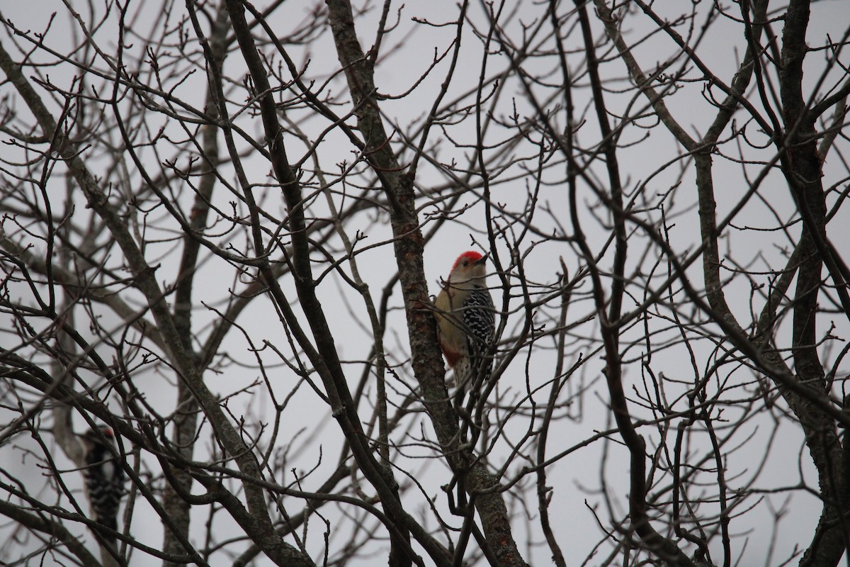 Red-bellied Woodpecker - ML615325659