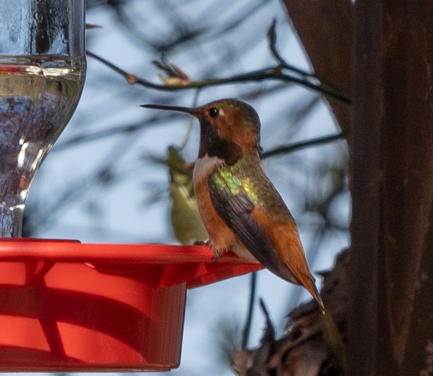 Rufous/Allen's Hummingbird - Dale Ball