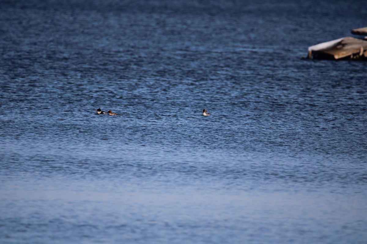 Red-breasted Merganser - ML615325706