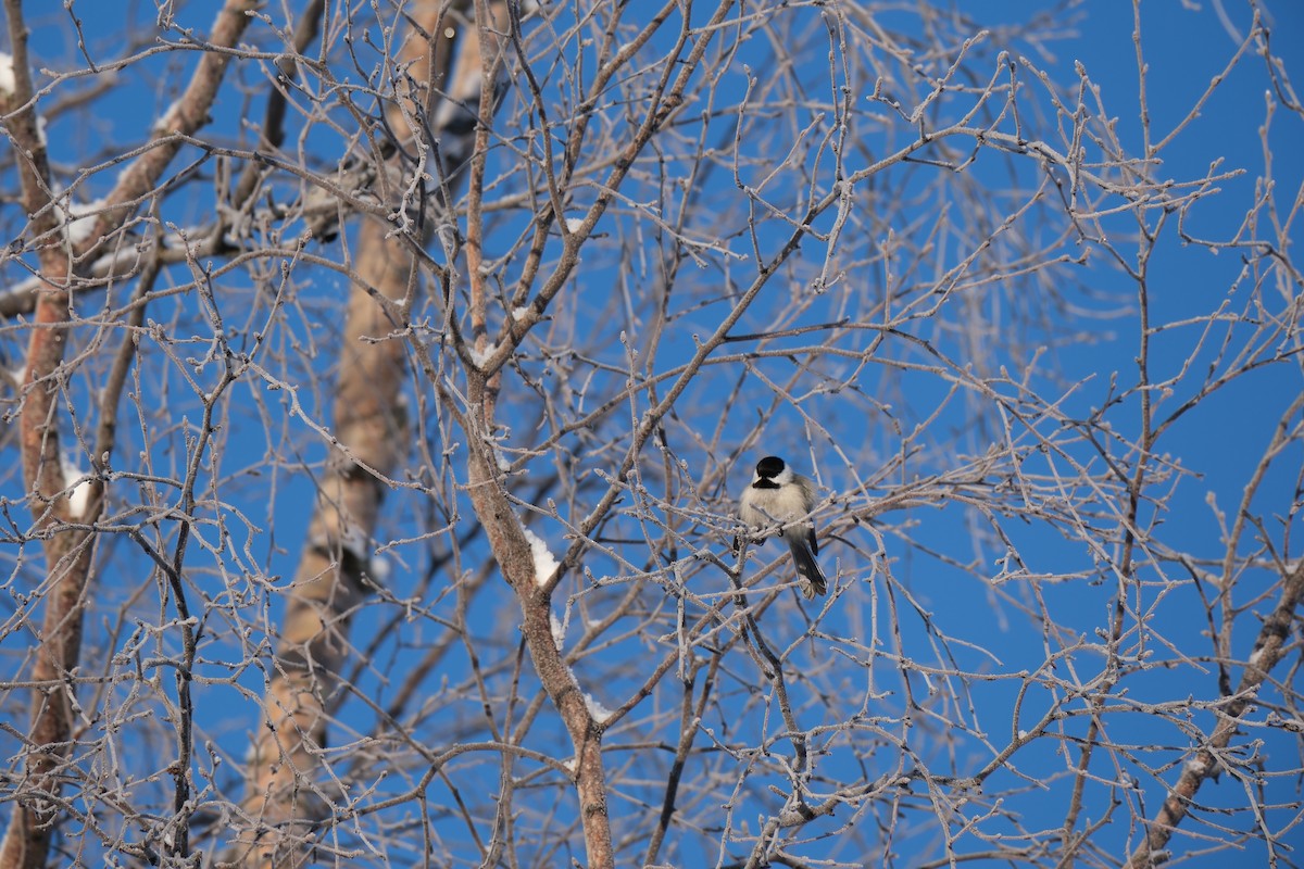 Black-capped Chickadee - ML615325867