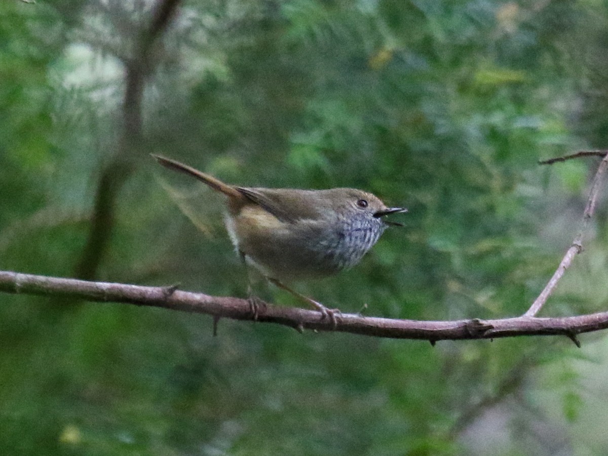 Brown Thornbill - ML615326117