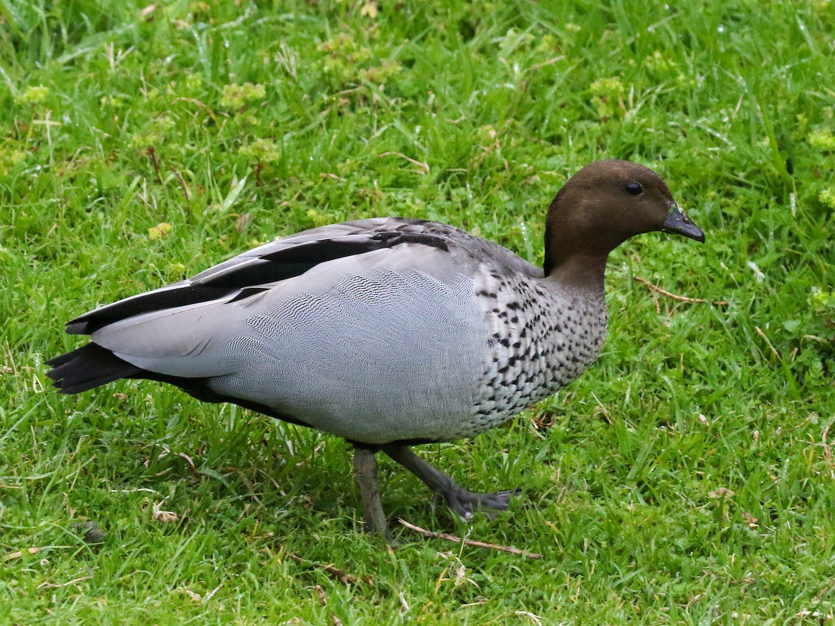 Maned Duck - Justin Watts