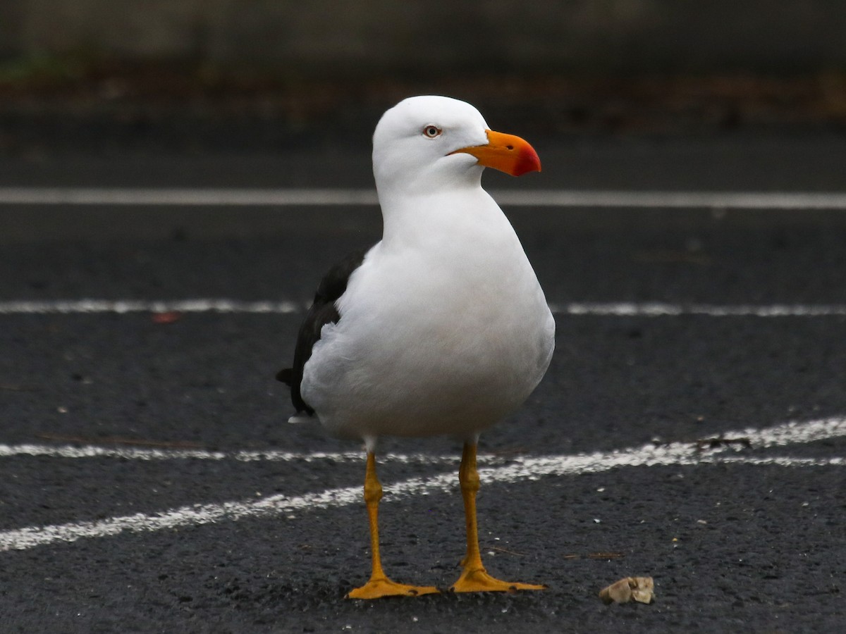 Pacific Gull - ML615326178