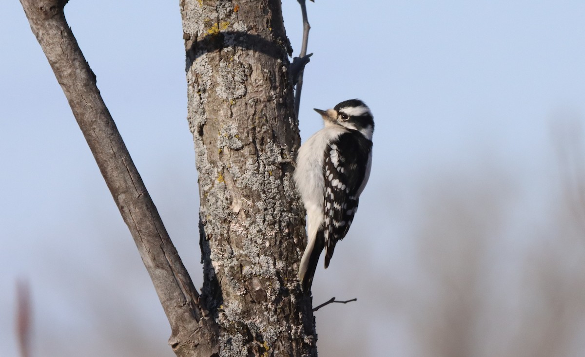 Downy Woodpecker - Daniel Laforce