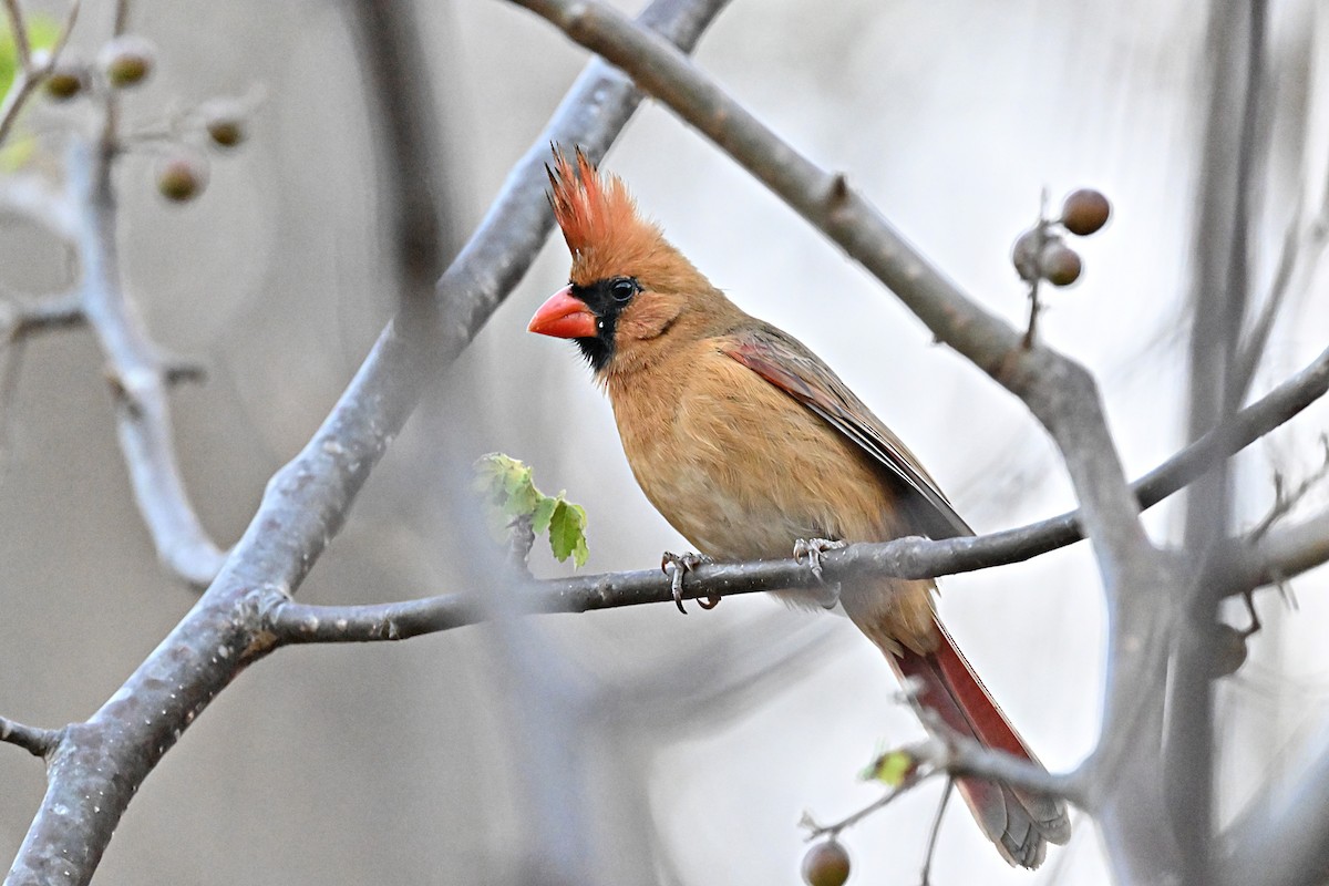 Northern Cardinal (Long-crested) - ML615326223