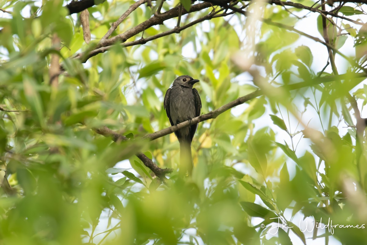 Ashy Drongo (Sooty) - ML615326227