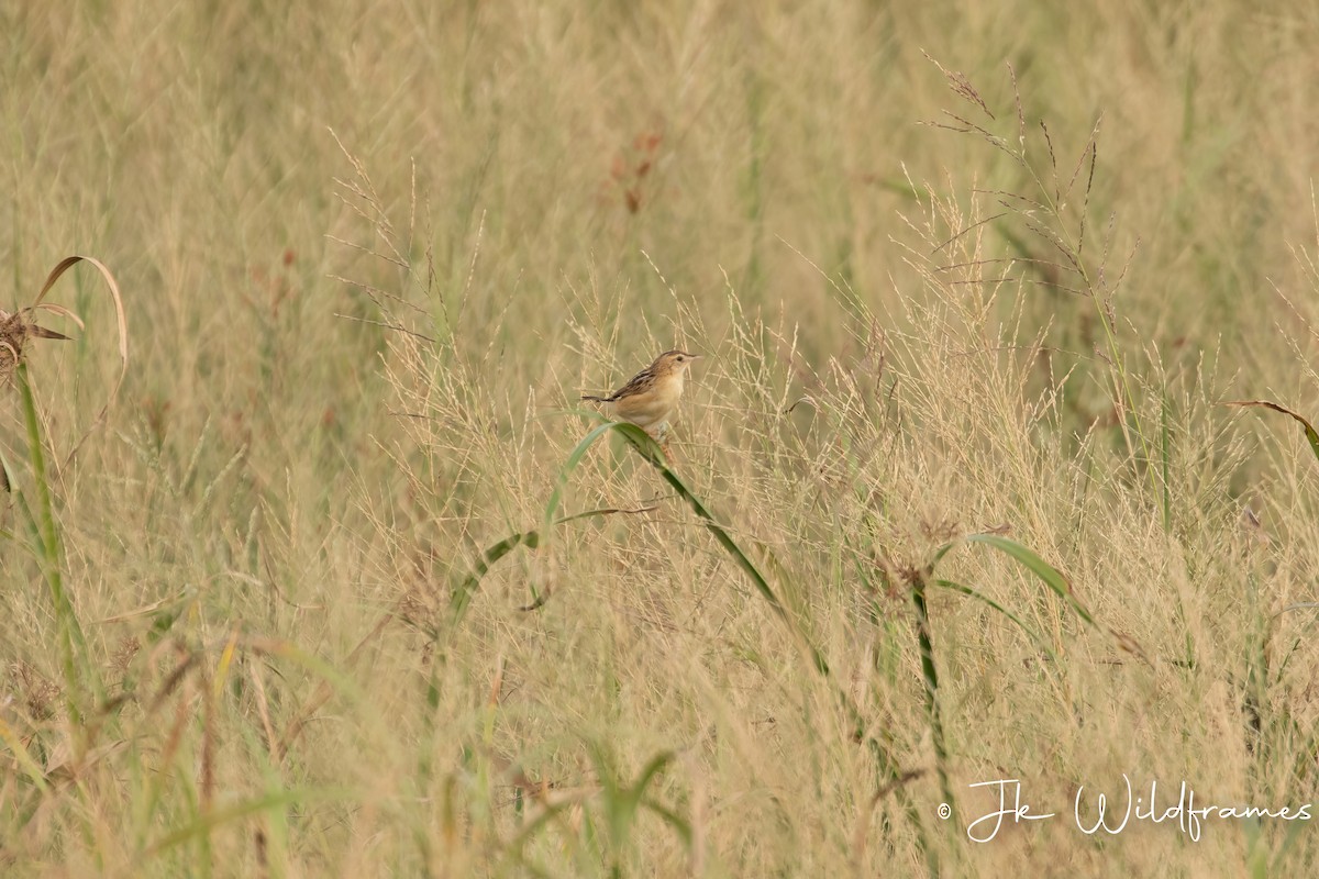 Zitting Cisticola (Double Zitting) - ML615326270