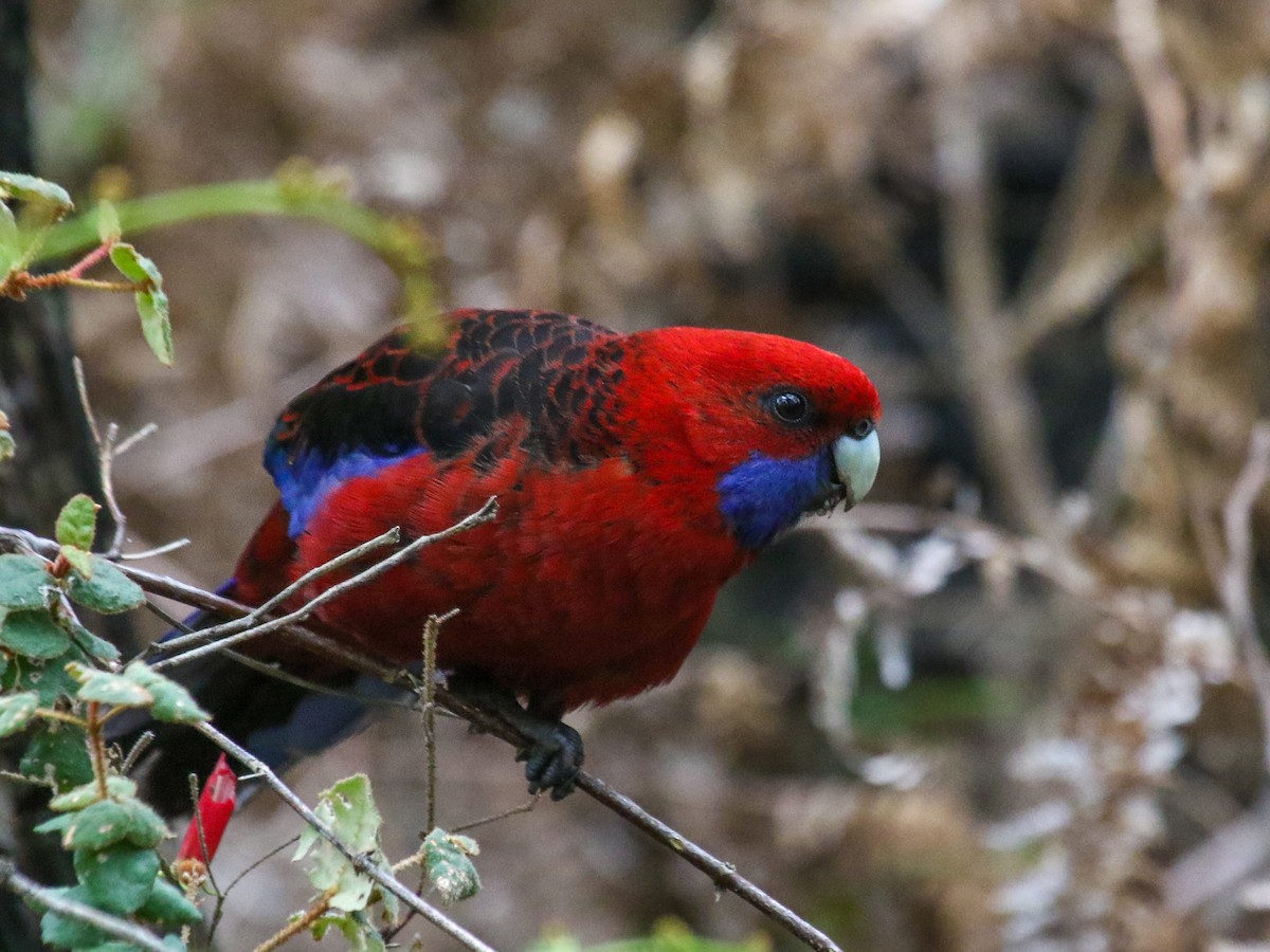 Crimson Rosella - Justin Watts