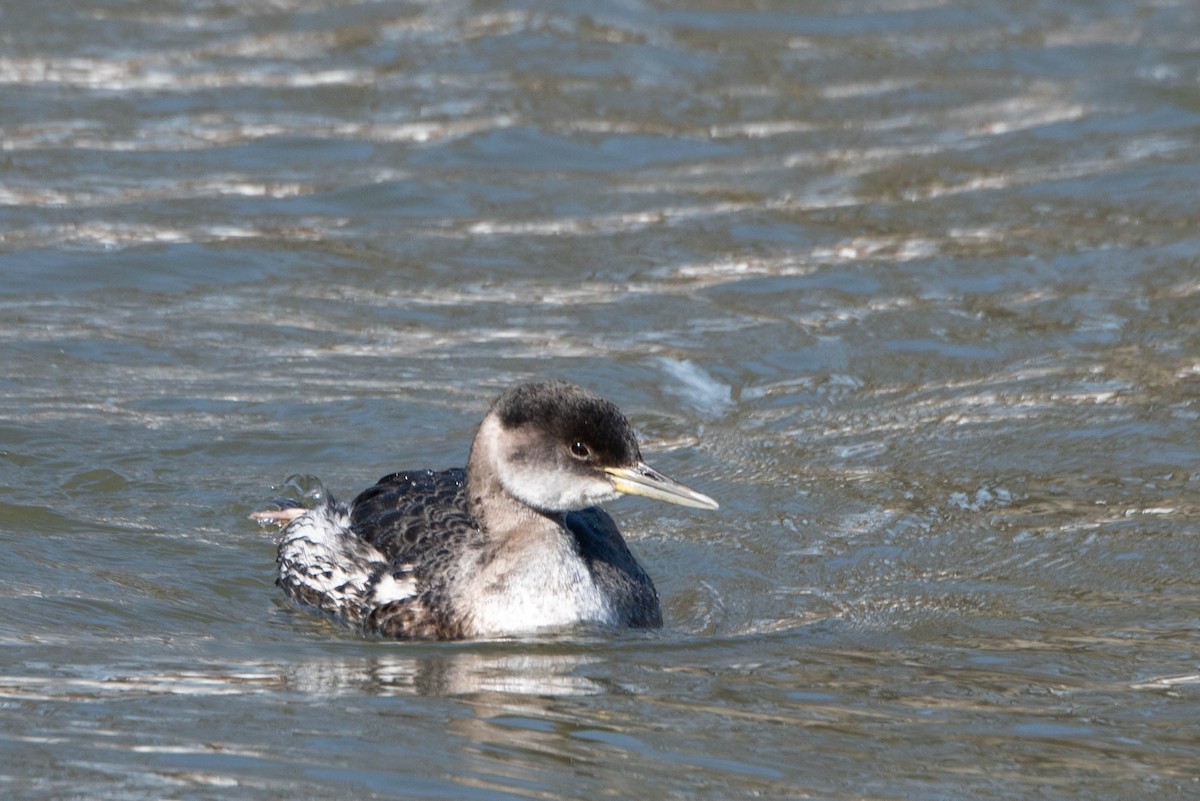 Red-necked Grebe - Andrea Heine