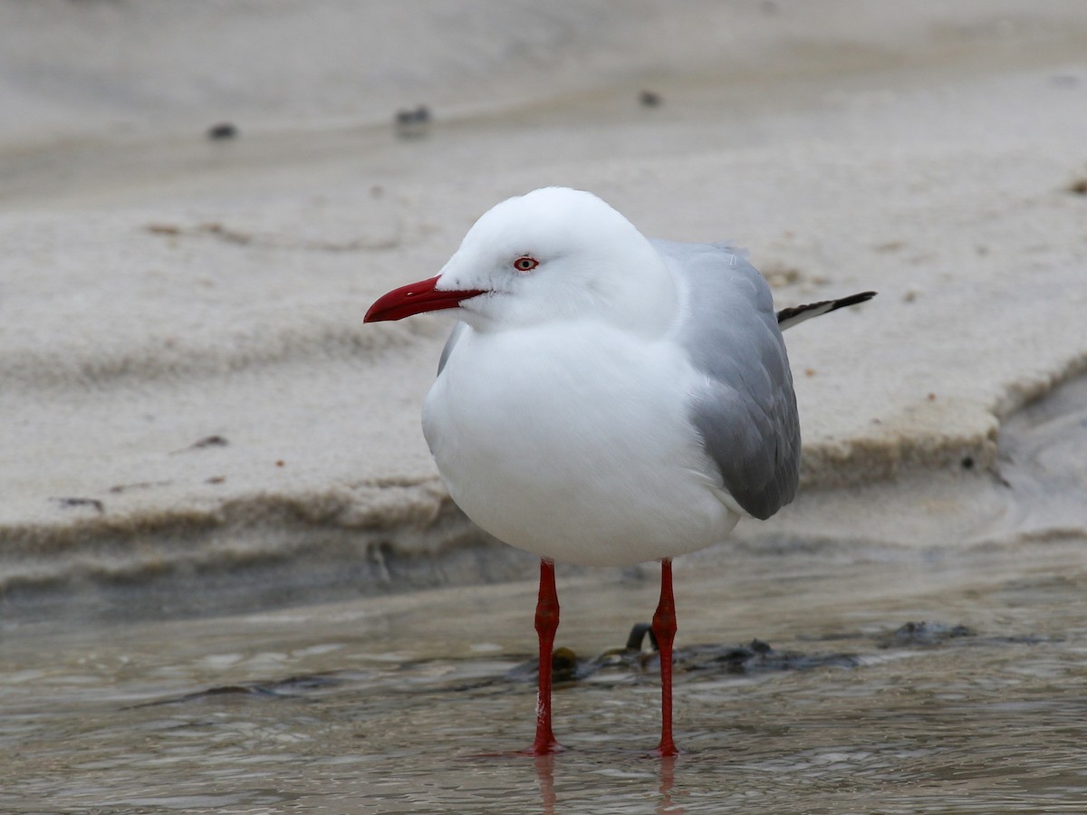 Silver Gull - Justin Watts