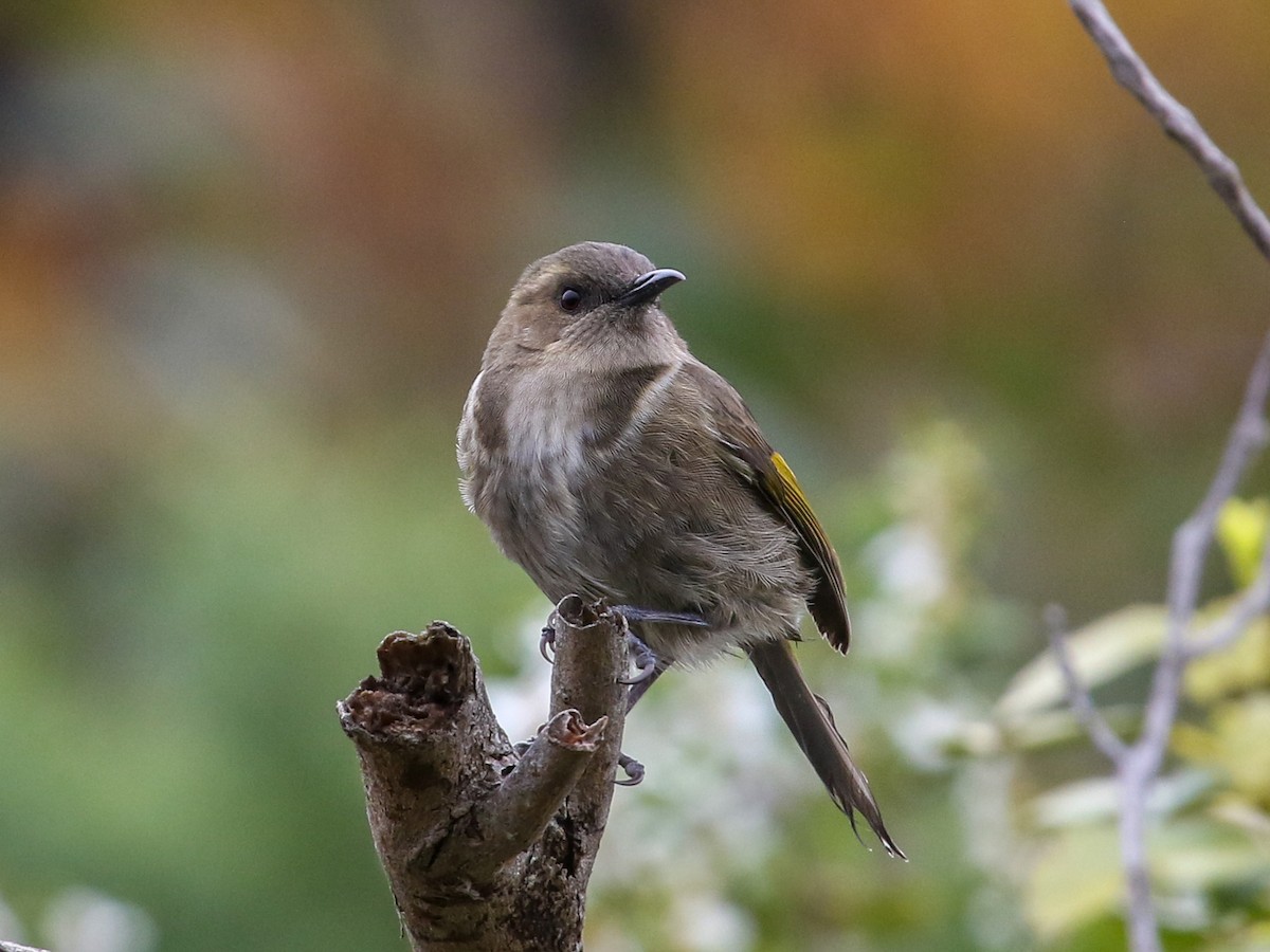 Crescent Honeyeater - Justin Watts