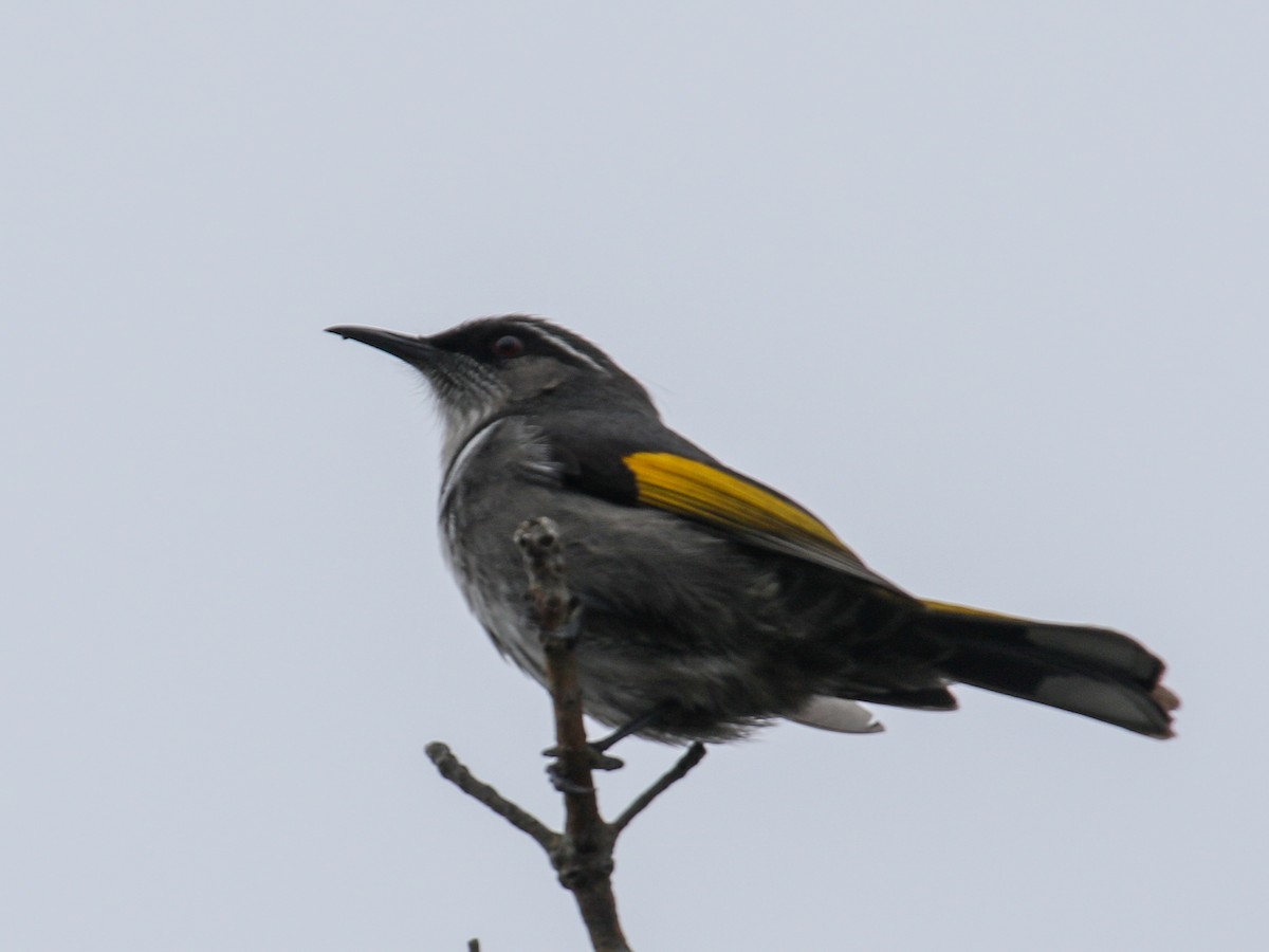 Crescent Honeyeater - Justin Watts