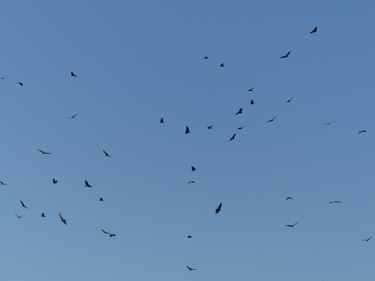 Black Vulture - Cindy Sherwood