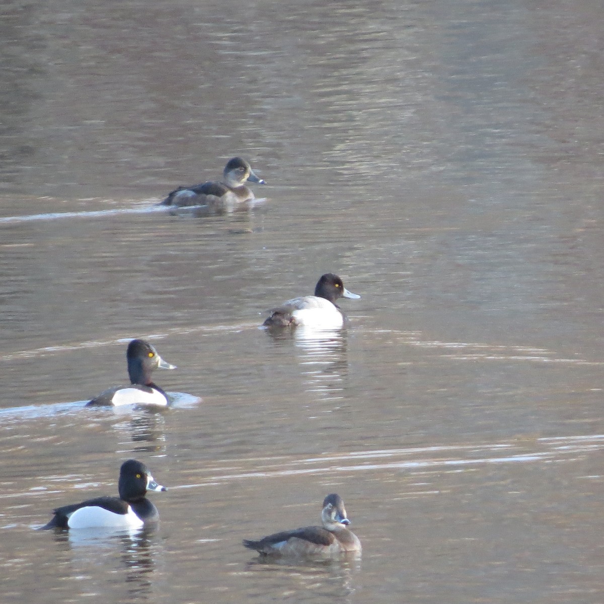 コスズガモ - ML615326471