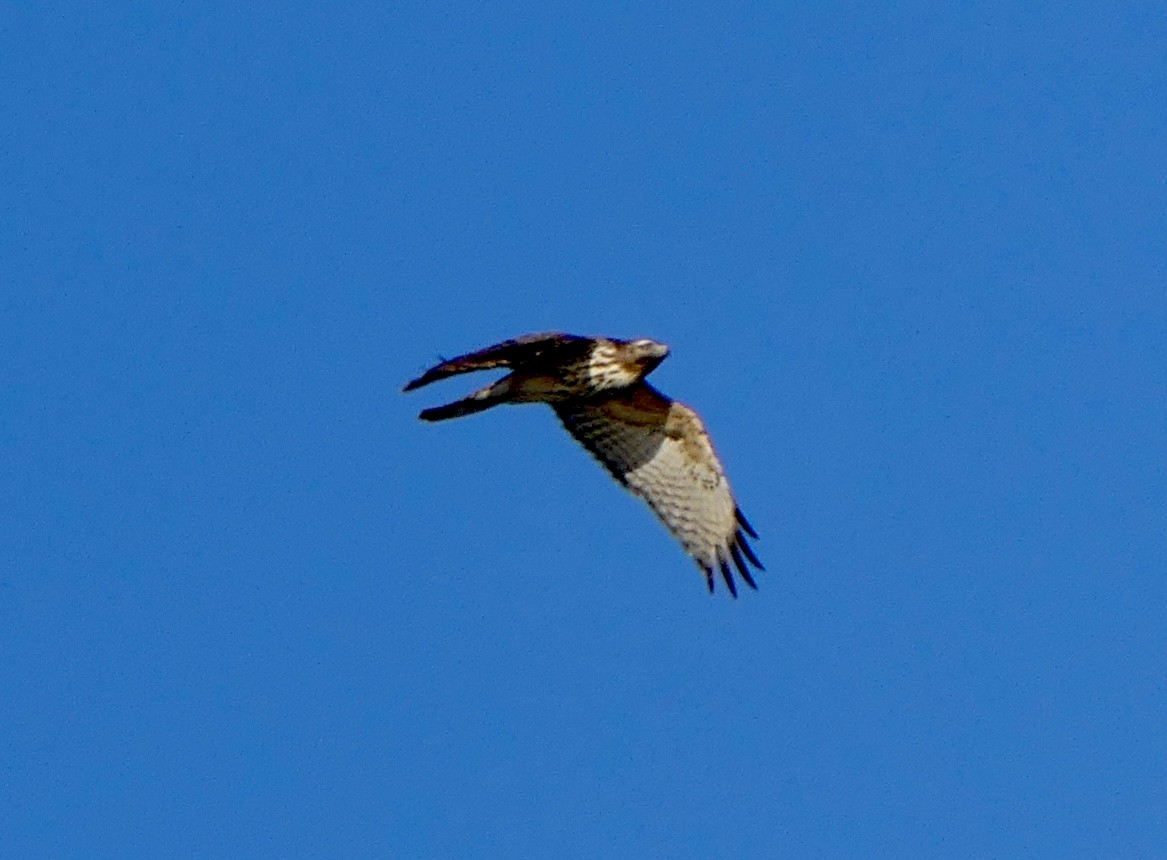 Red-shouldered Hawk - Cindy Sherwood