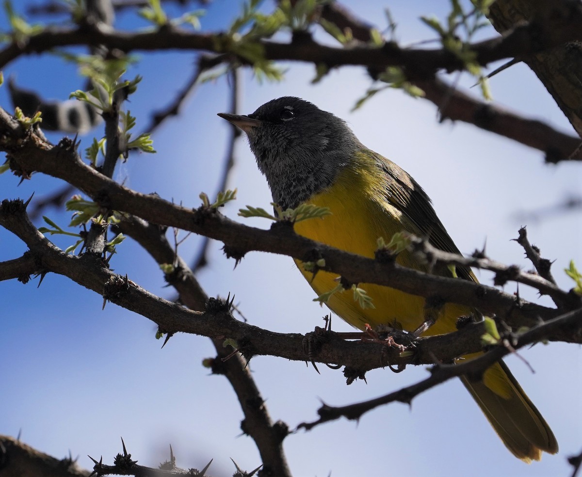 MacGillivray's Warbler - ML615326486