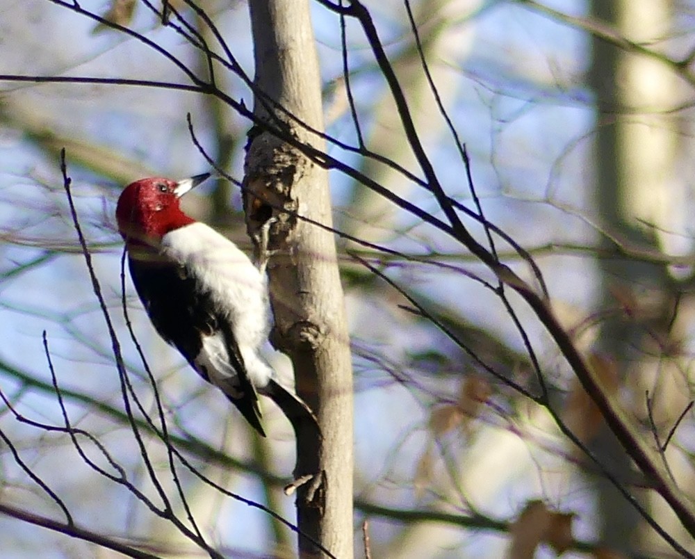 Red-headed Woodpecker - Cindy Sherwood