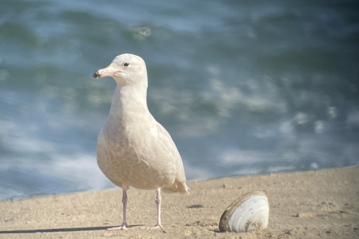 Glaucous Gull - ML615326521