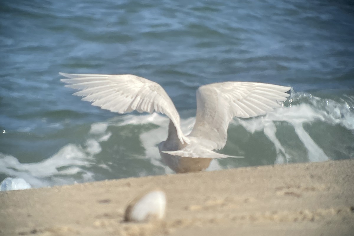 Glaucous Gull - ML615326536