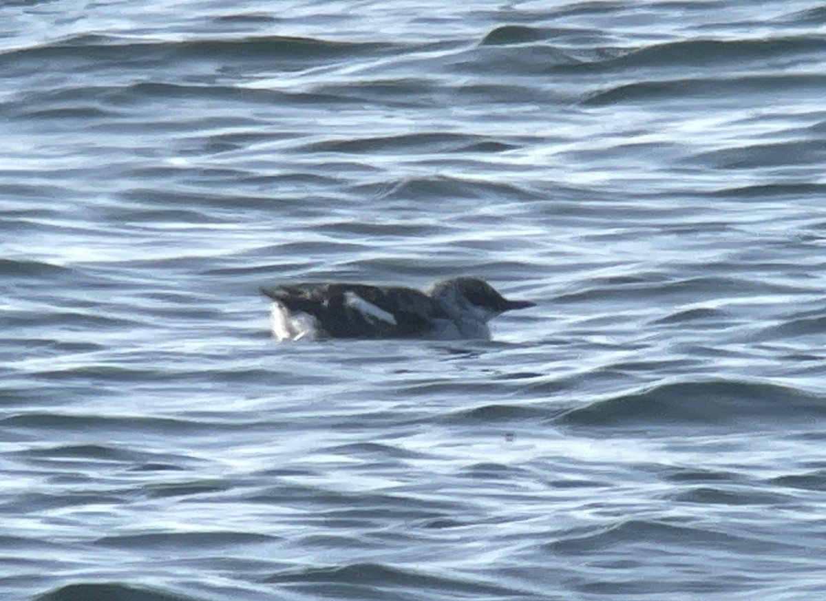 Black Guillemot - Valerie Burdette