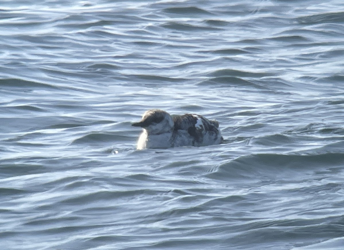 Black Guillemot - ML615326559