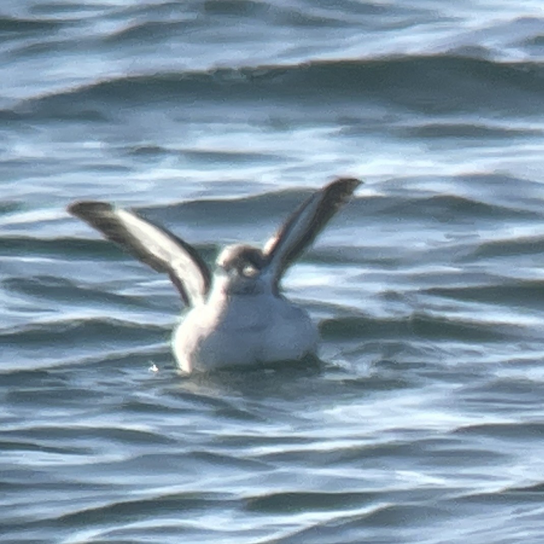 Black Guillemot - ML615326560