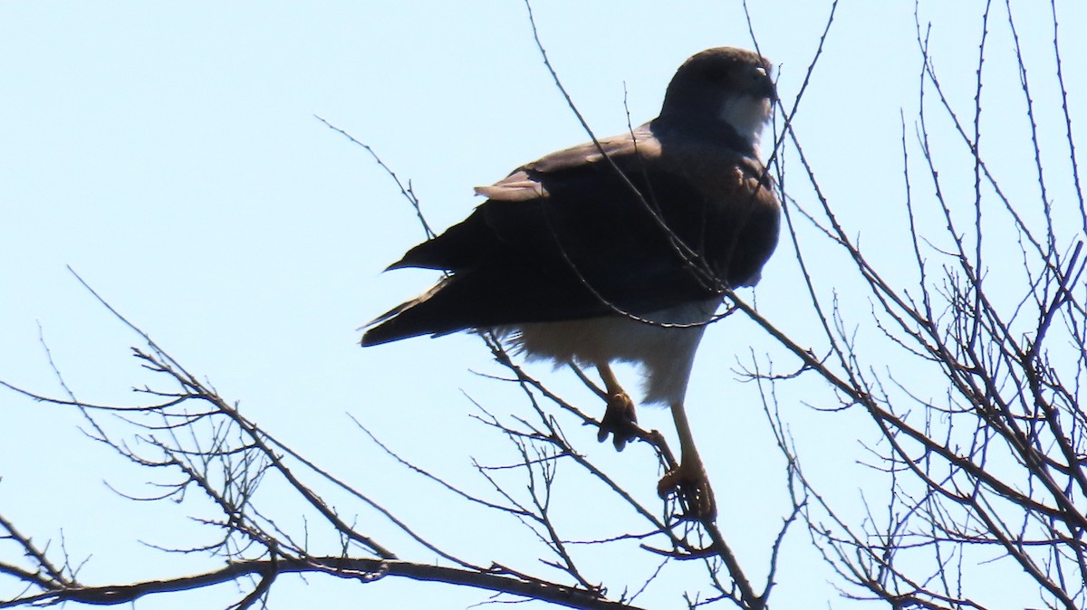 White-tailed Hawk - ML615326576