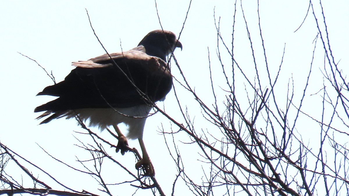 White-tailed Hawk - ML615326577