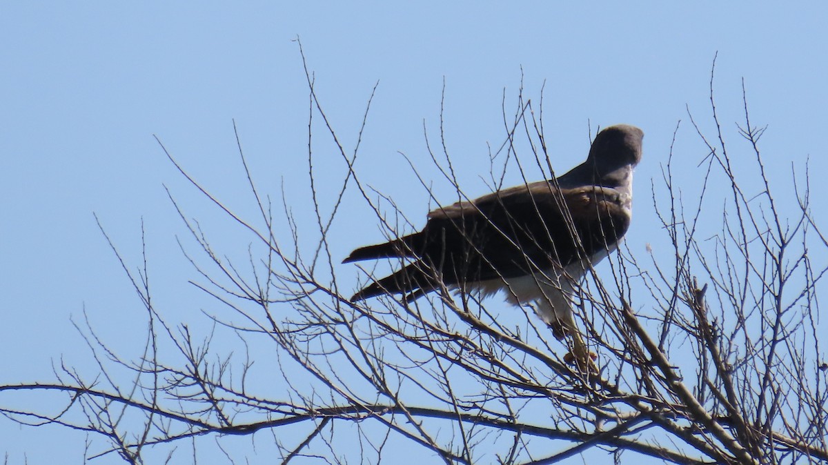 White-tailed Hawk - ML615326578