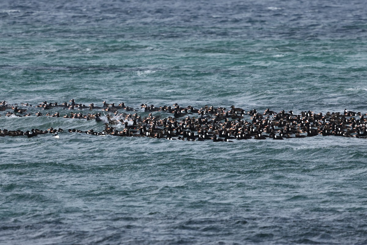 Surf Scoter - Vanessa Lugin