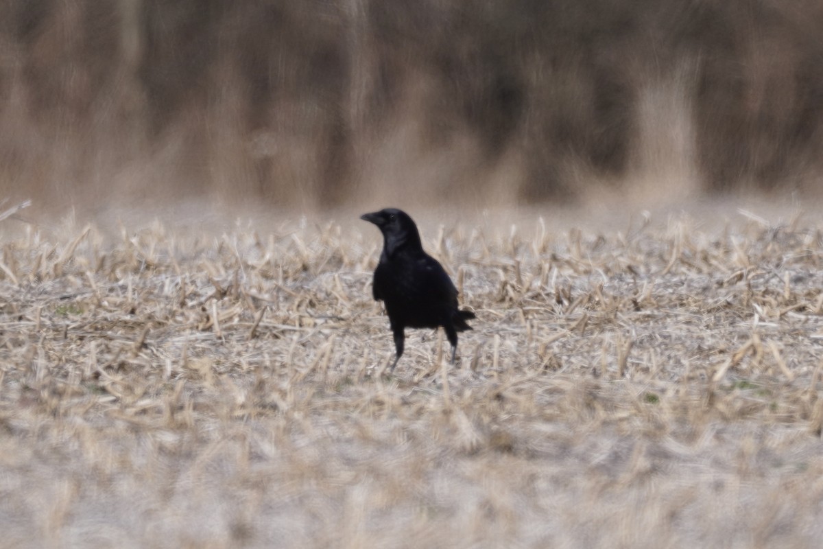 American Crow - ML615326587