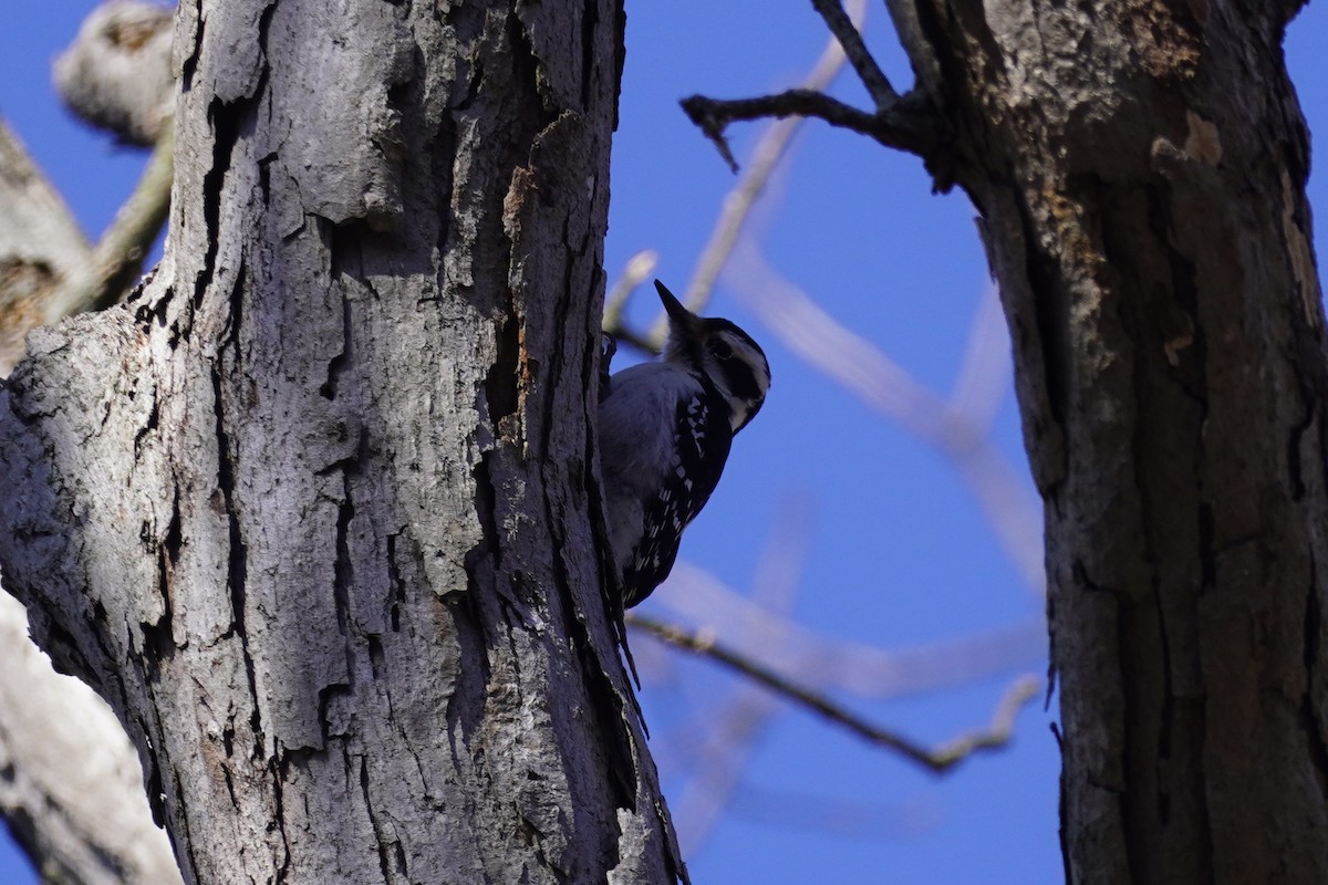 Hairy Woodpecker - ML615326606