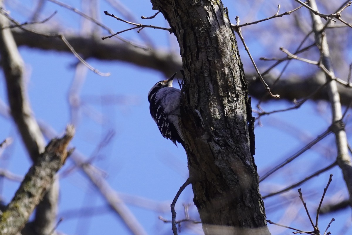 Hairy Woodpecker - ML615326607