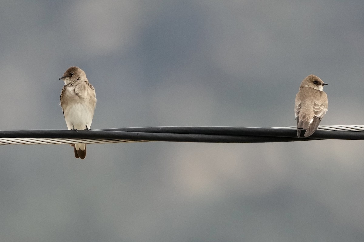 Northern Rough-winged Swallow - Tom Cassaro