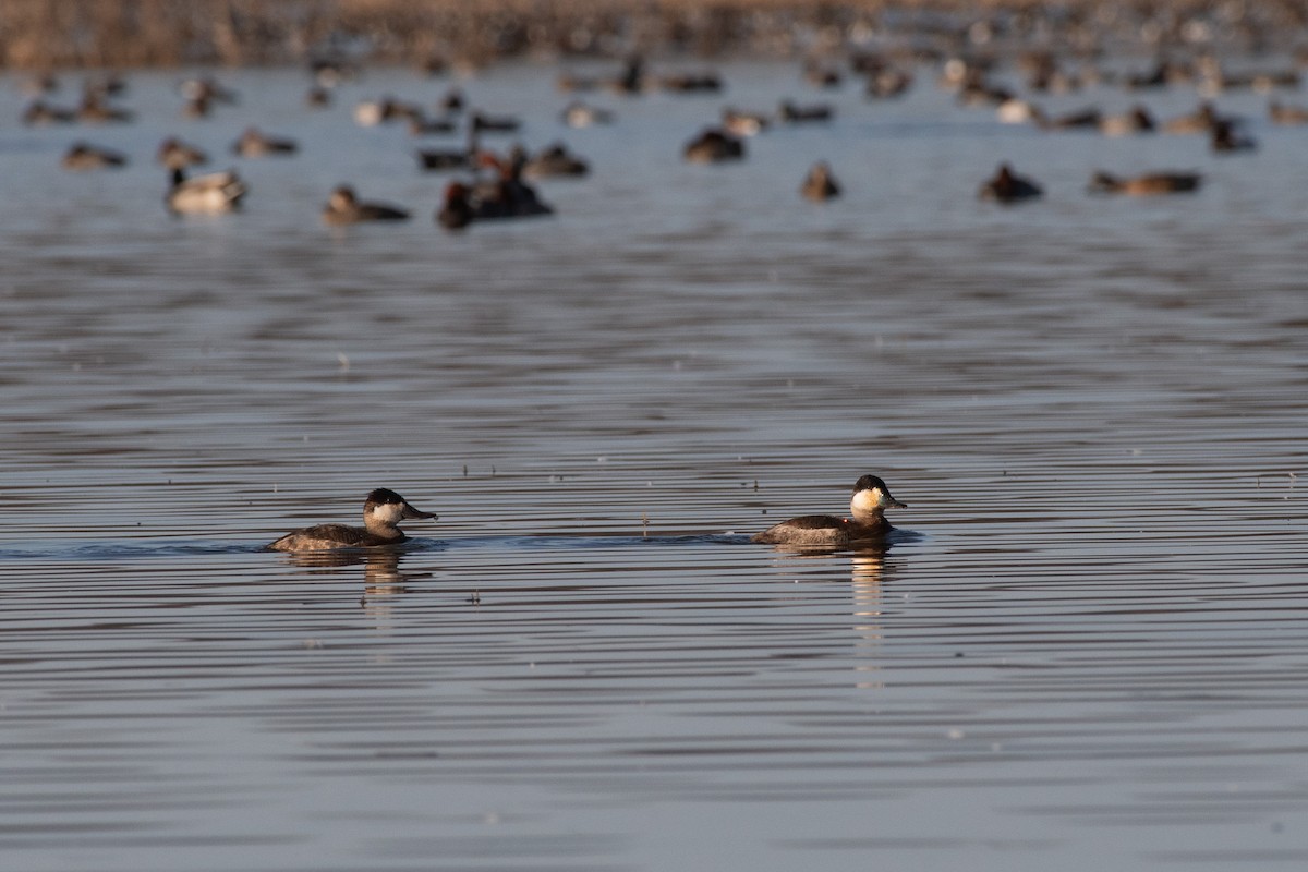 Ruddy Duck - ML615326618