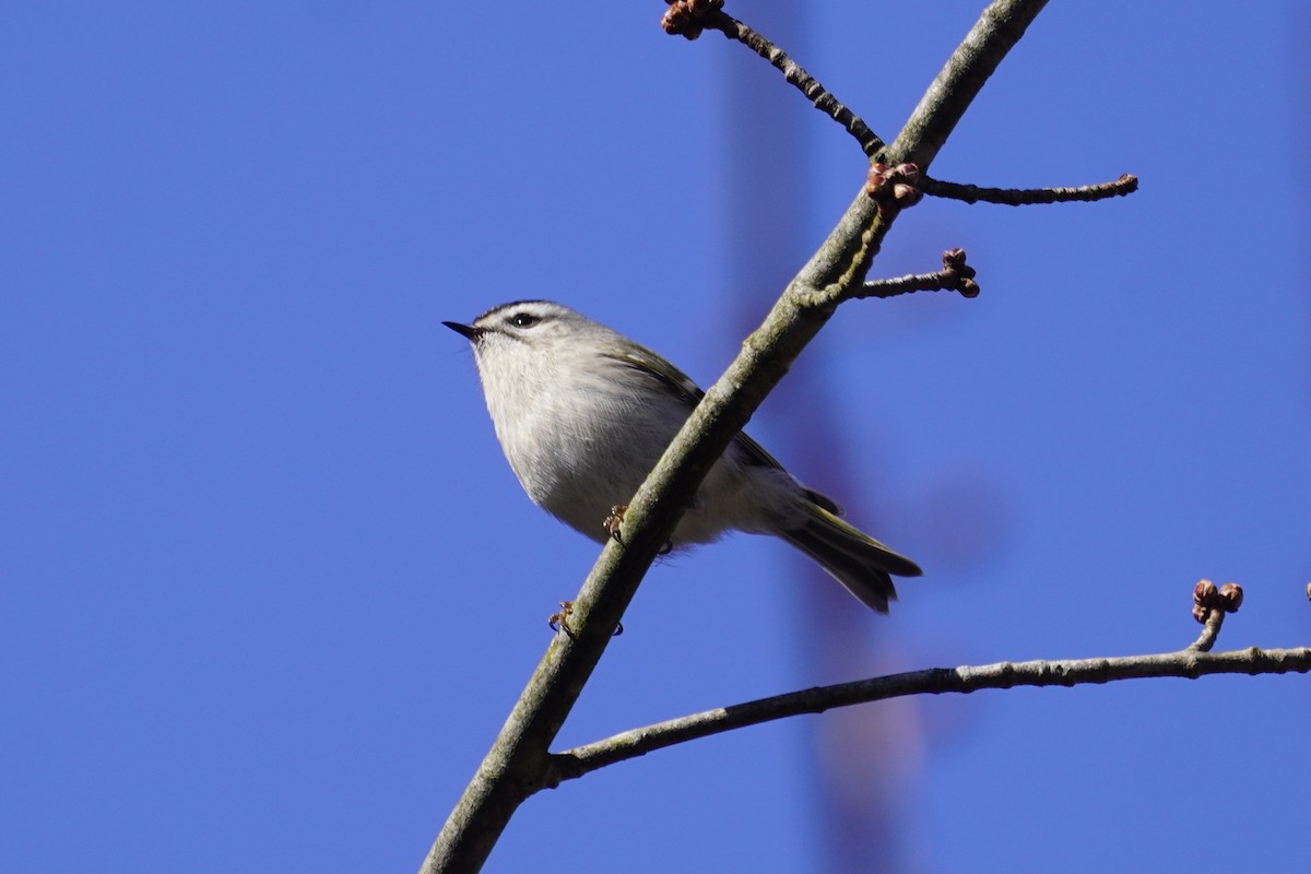 Golden-crowned Kinglet - Greg Hertler