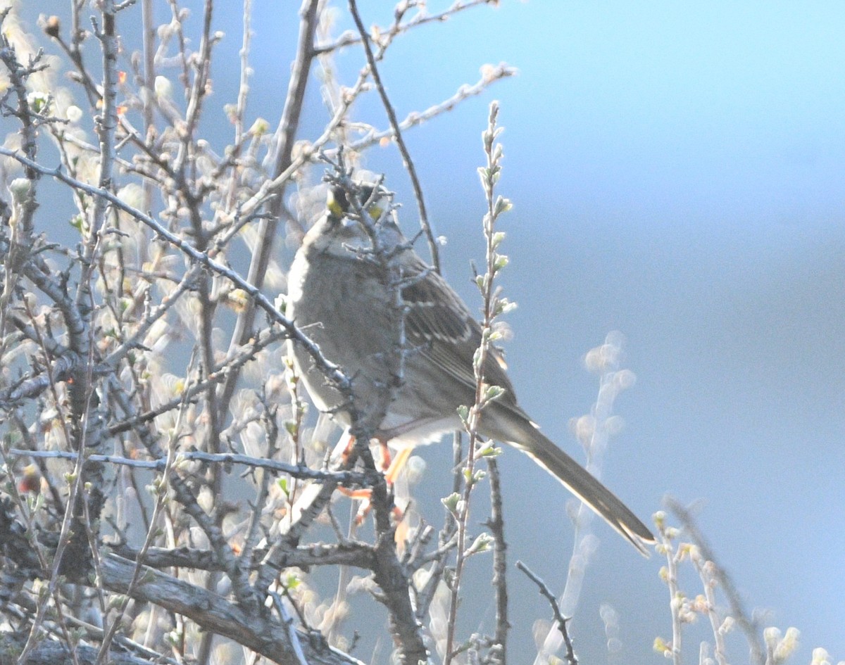 White-throated Sparrow - Peter Olsoy