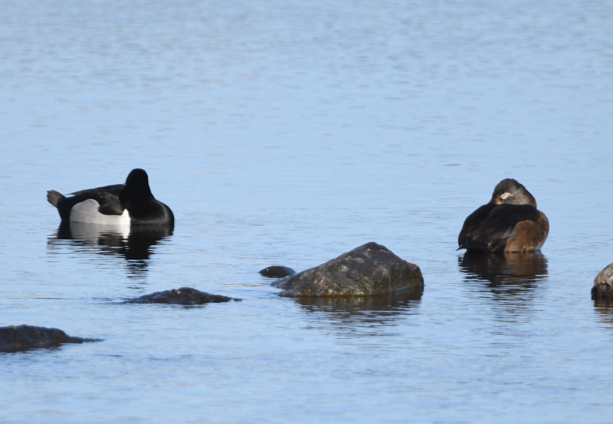 Ring-necked Duck - Peter Olsoy