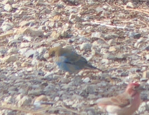 Indigo Bunting - Deborah House