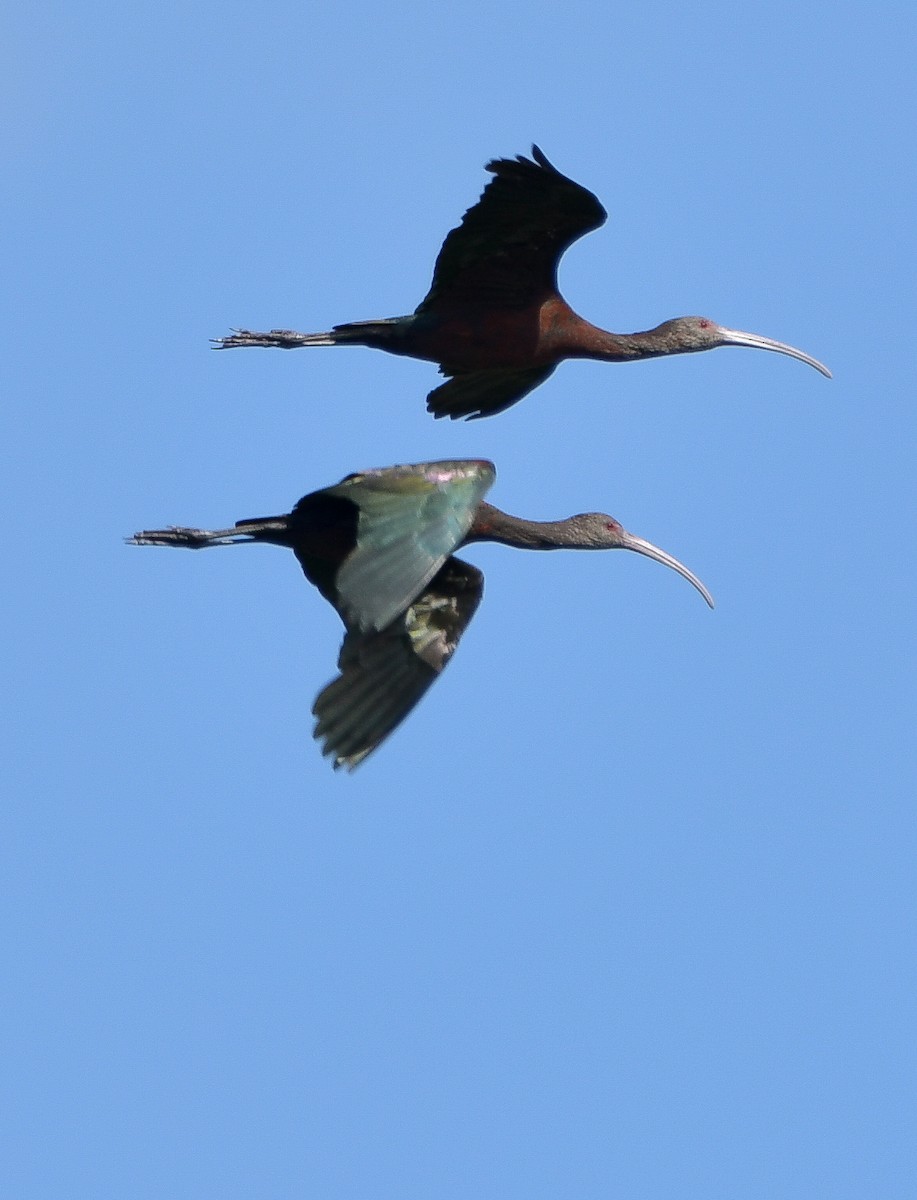 Ibis à face blanche - ML615326798