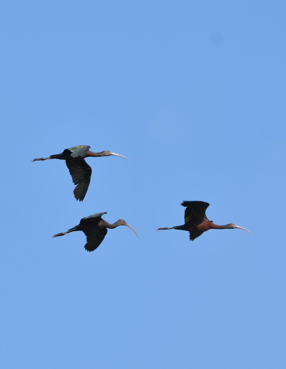 White-faced Ibis - ML615326800