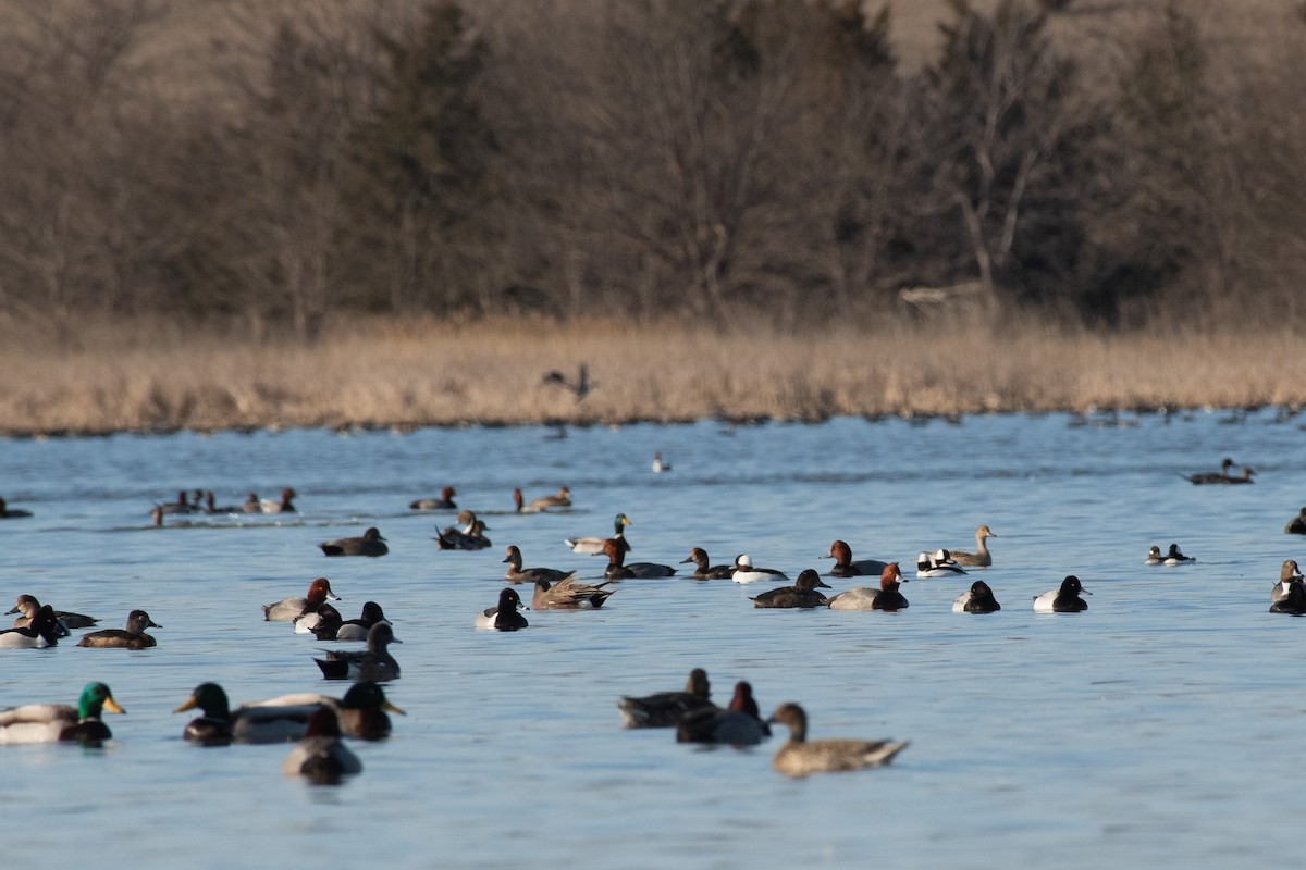 Bufflehead - ML615326824