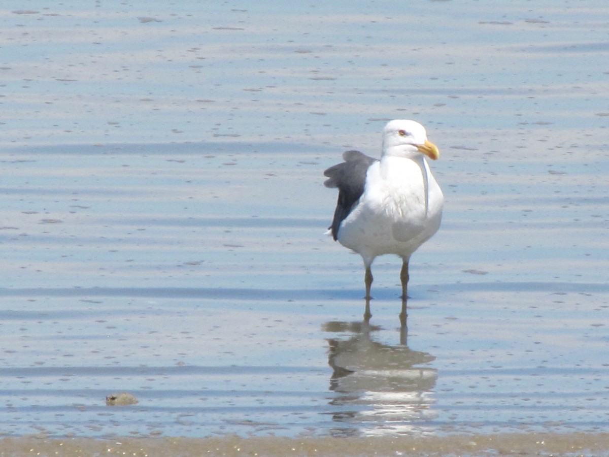 Yellow-footed Gull - ML615326855