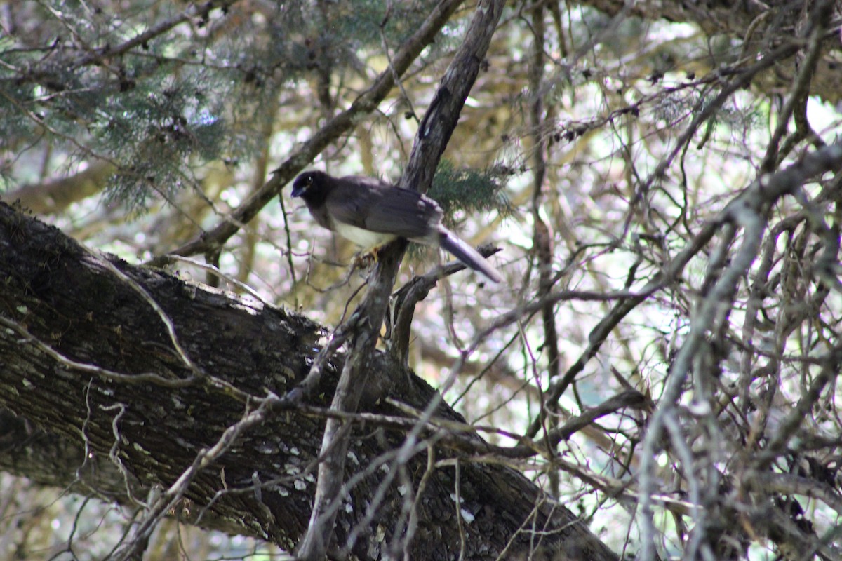 Brown Jay - ML615326878