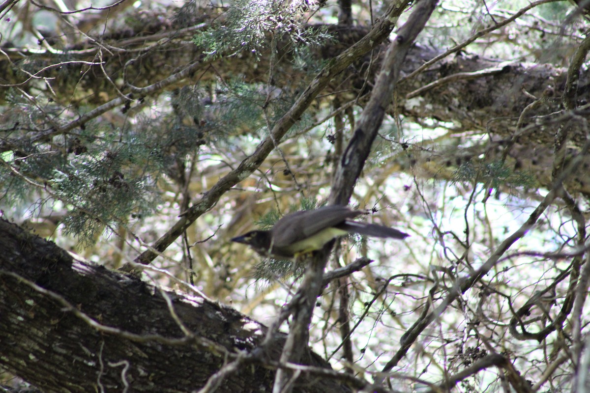 Brown Jay - ML615326880