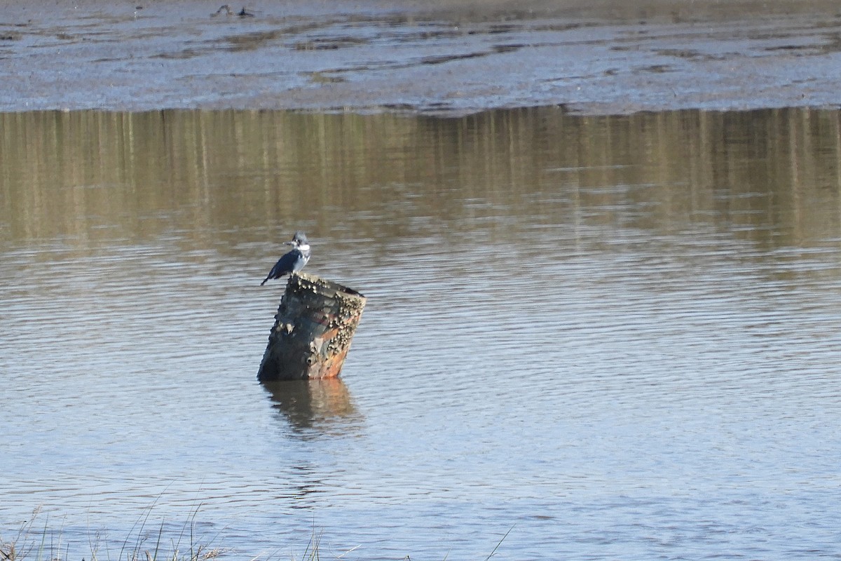Belted Kingfisher - ML615326969